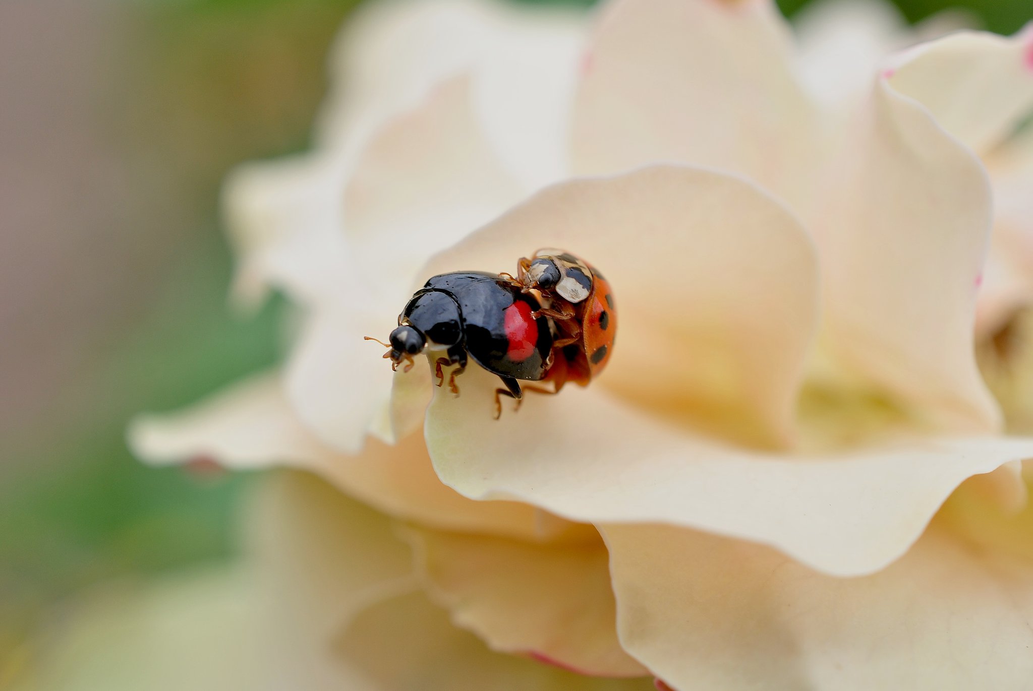 バラの花に乗って