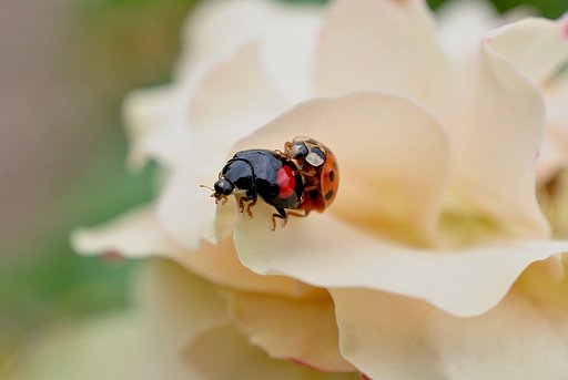 バラの花に乗って