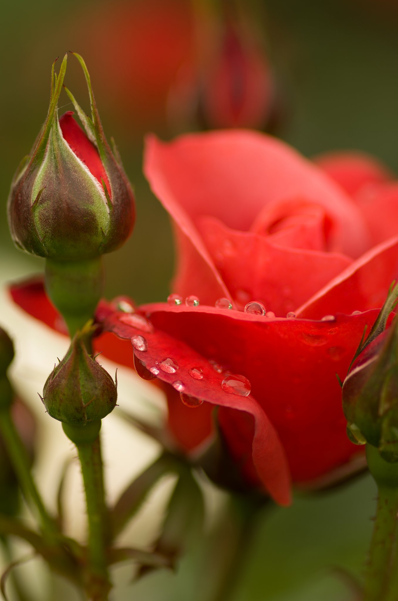 PENTAX-D FA MACRO 100mmF2.8 