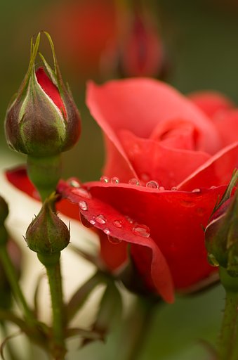 PENTAX-D FA MACRO 100mmF2.8 