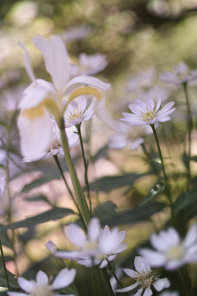 FA50mm F2.8マクロ