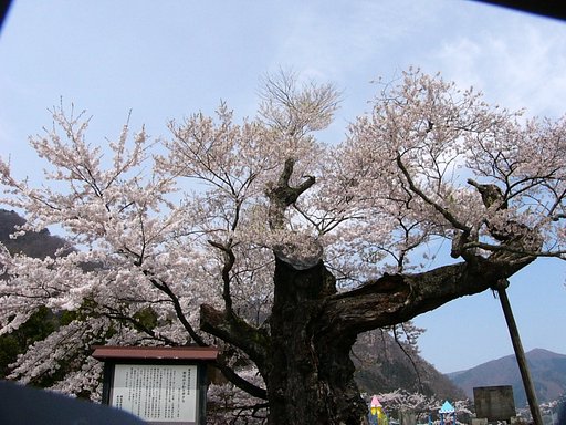 さかさ桜　別アングル