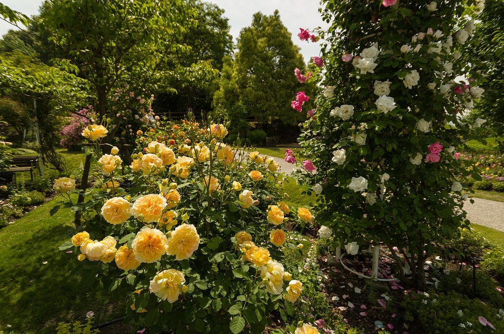 薔薇園
