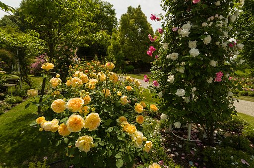 薔薇園