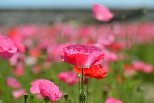 花の海のポピー畑
