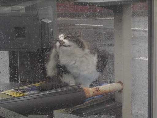 電話ボックスで雨宿り
