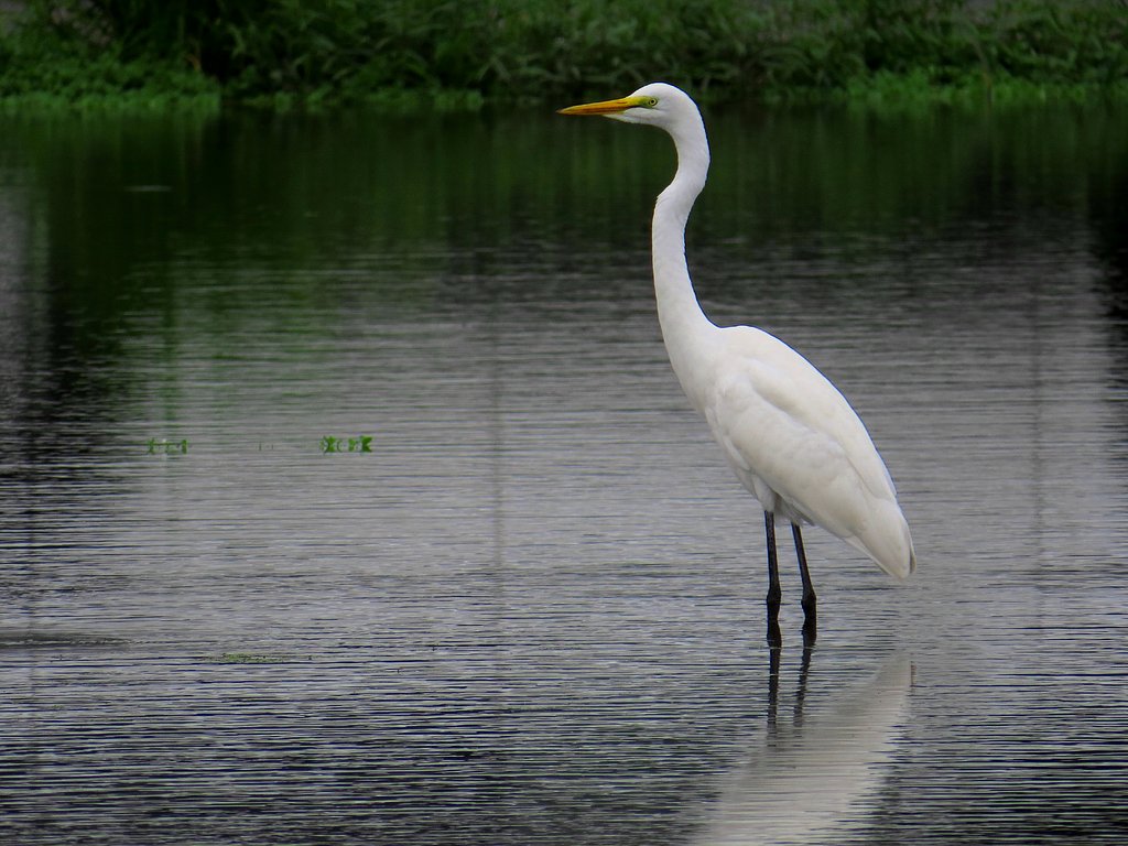 ダイサギ