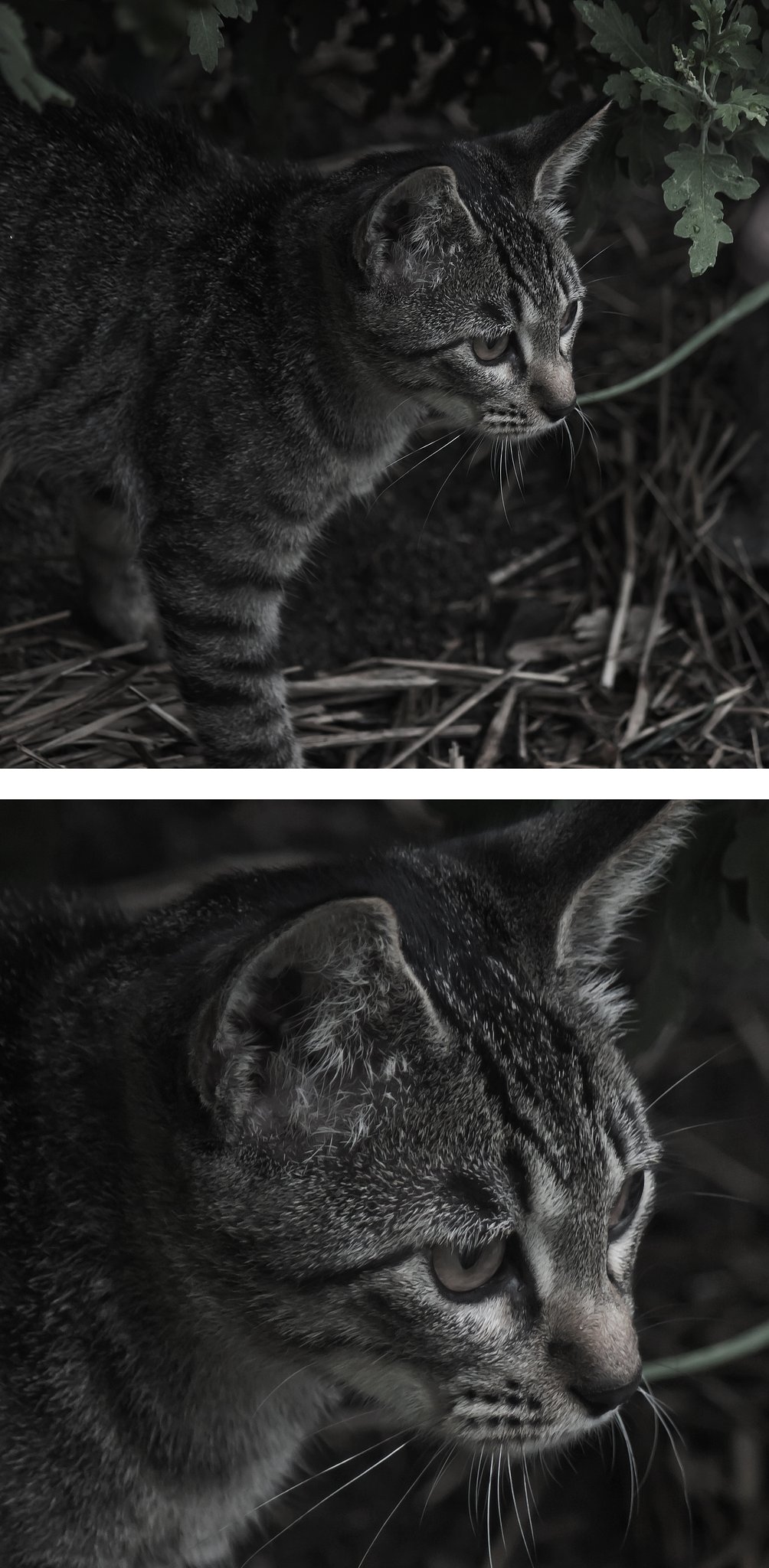 子猫のお顔