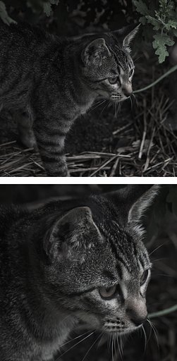 子猫のお顔