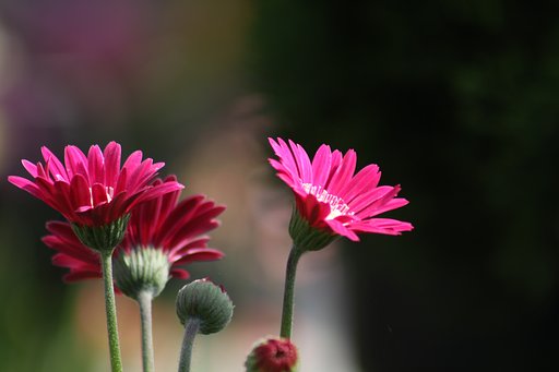 4月22日の写真
