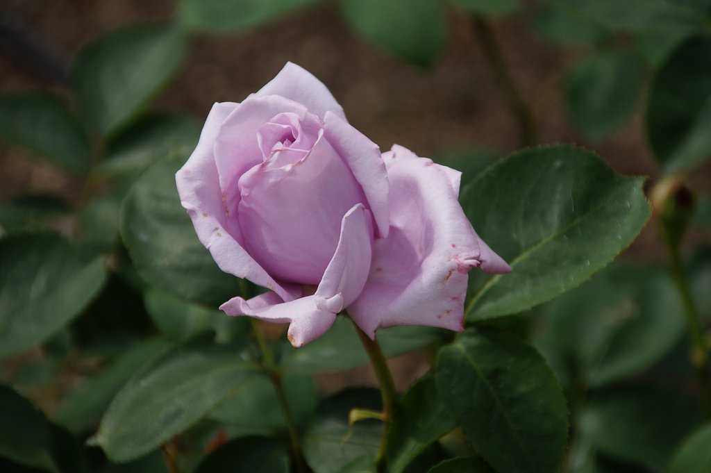 薔薇