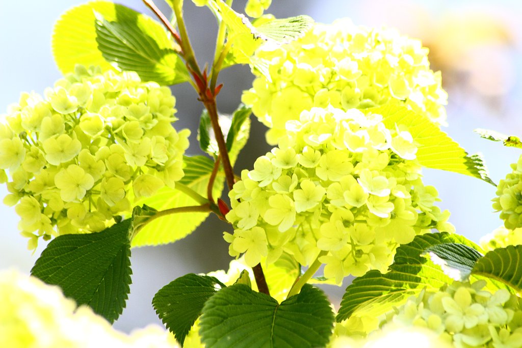 紫陽花