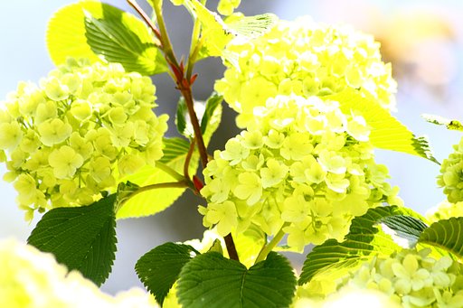 紫陽花