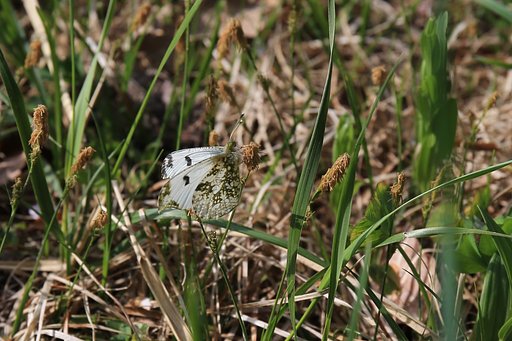 岩手の森にて：ツマキチョウ