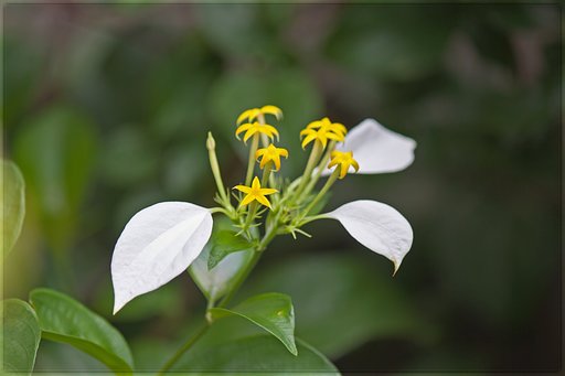 白い葉っぱと黄色い小花