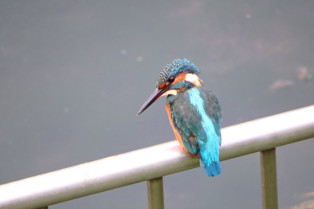 撮って出しカワセミ