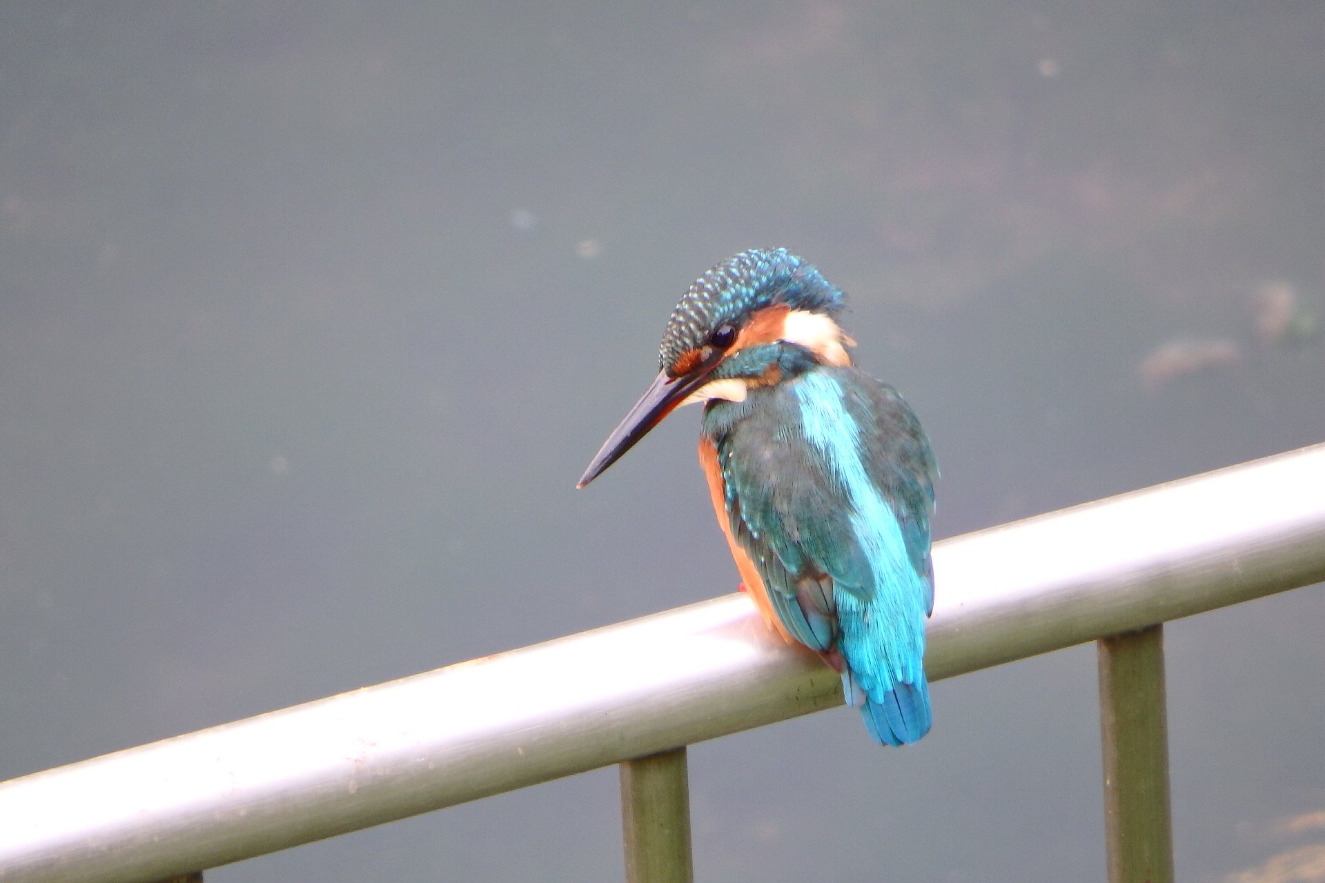 撮って出しカワセミ