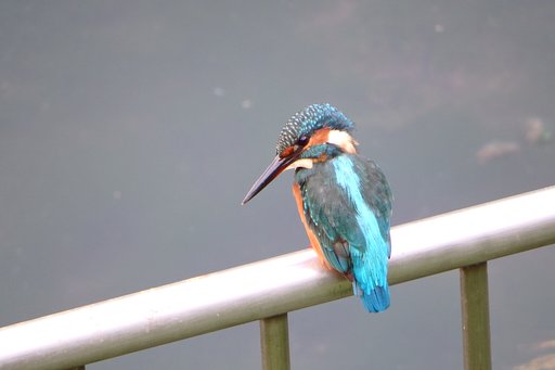 撮って出しカワセミ