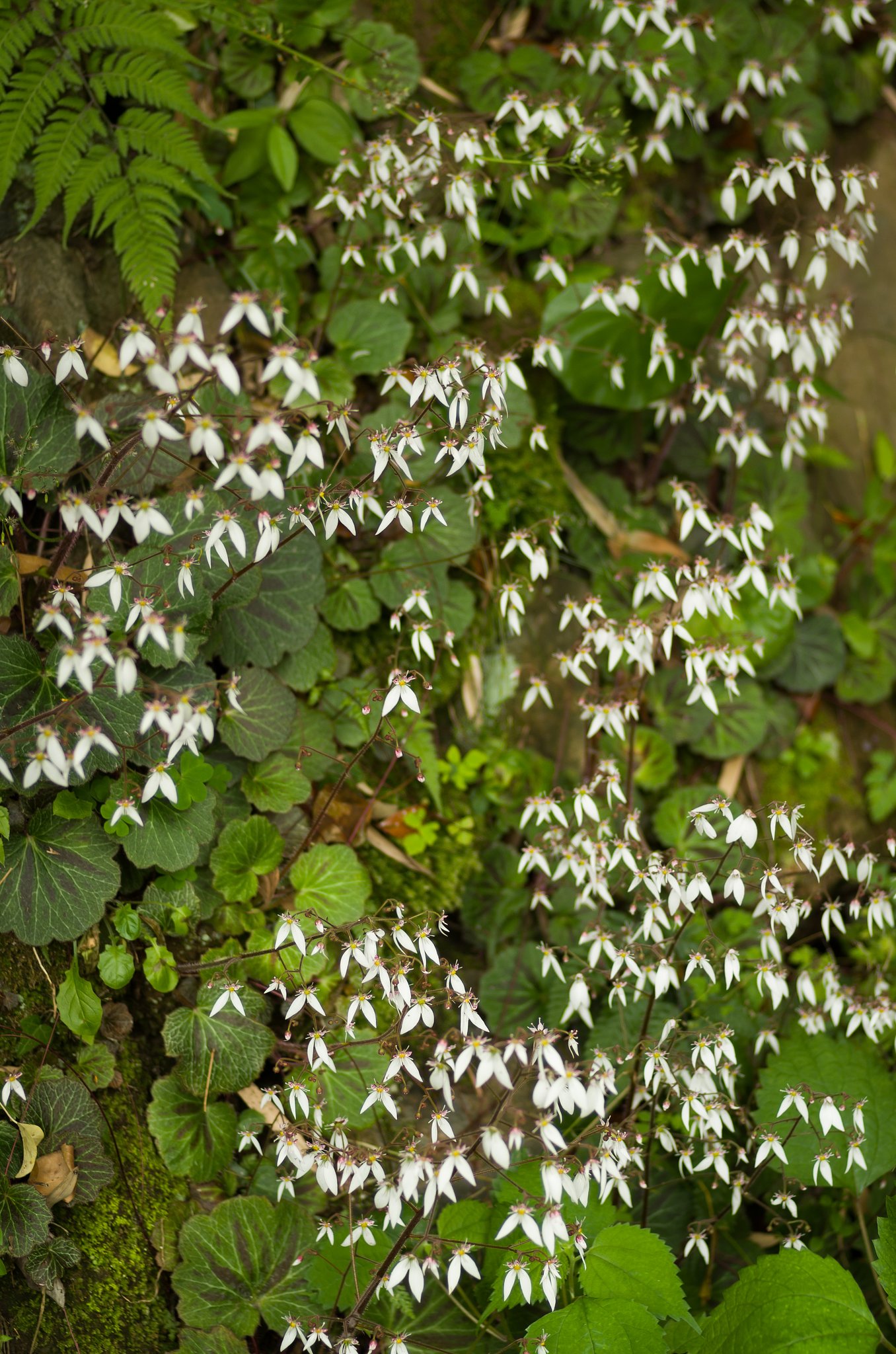 PENTAX-D FA MACRO 100mmF2.8 