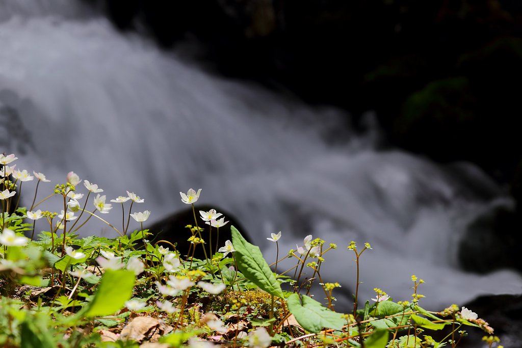 水辺の可憐花