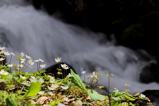 水辺の可憐花