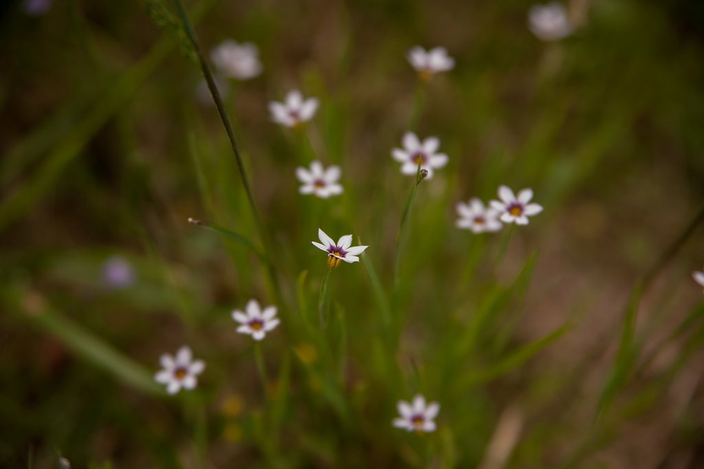 田の畦の花!