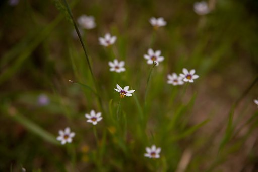 田の畦の花!