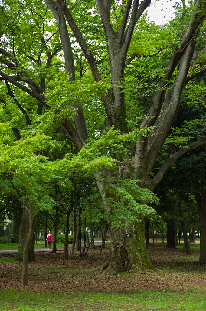SUMMILUX-M 50mm F1.4 ASPH