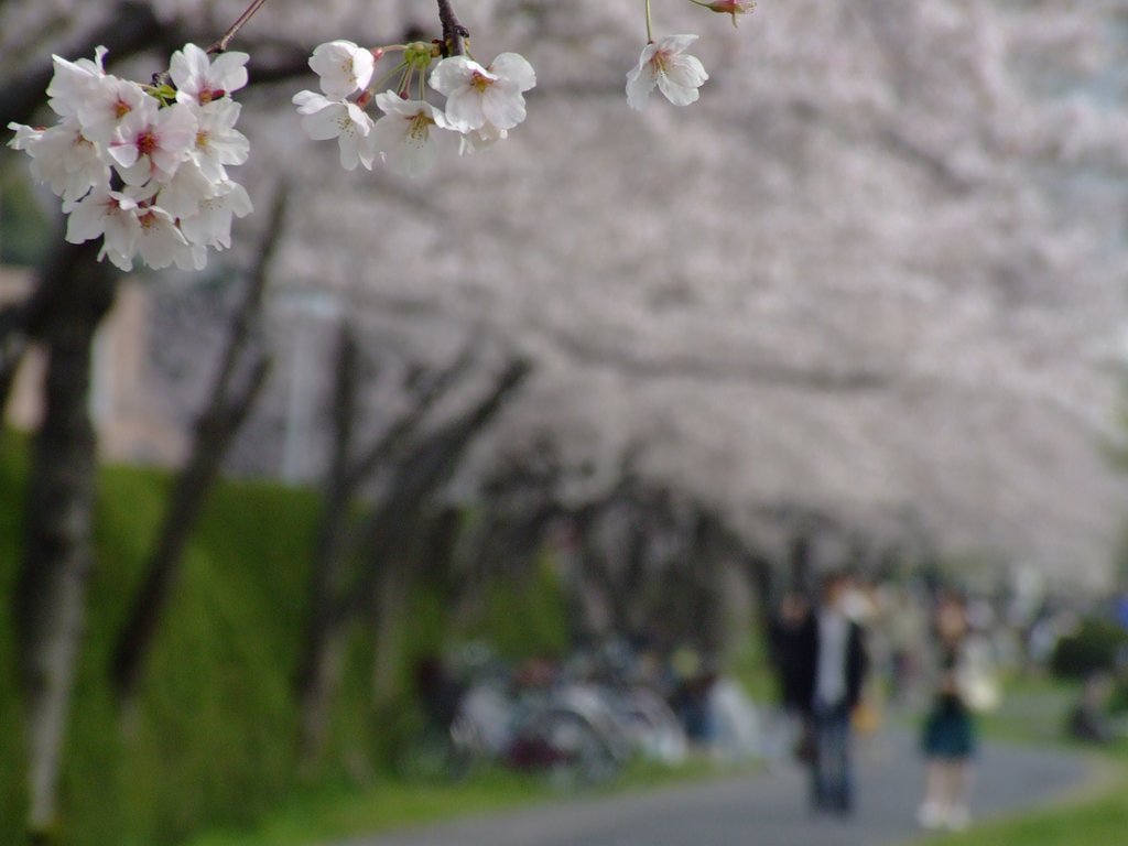 花天井