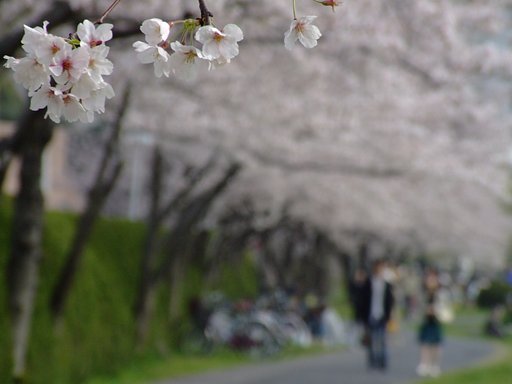 花天井