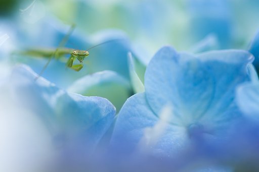 SP AF 90mm F/2.8 MACRO1:1(172E)