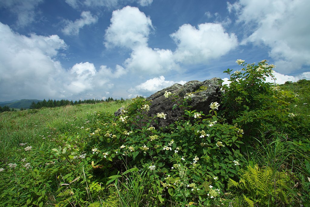 EF 17-35mm F2.8L