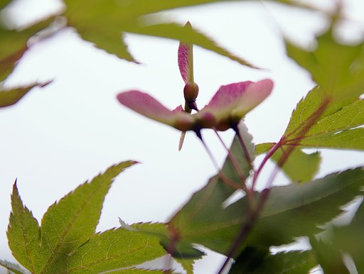SIGMA 17-70mm F2.8-4 DC MACRO 