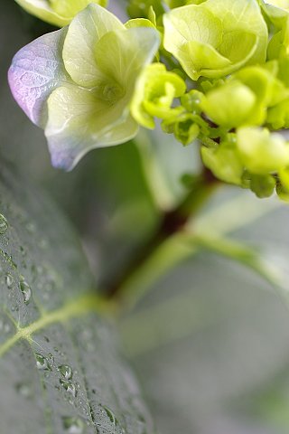 もう梅雨入り？