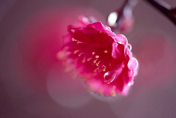 氷結の梅