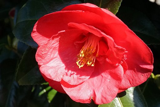 Camellia