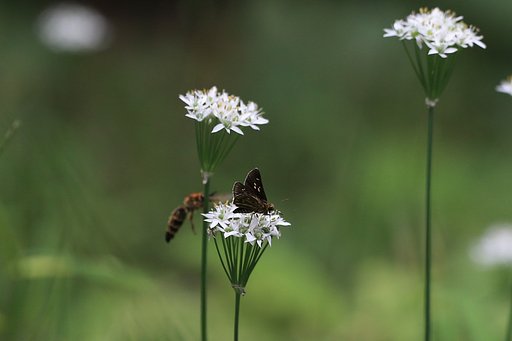 ニラの花園にて