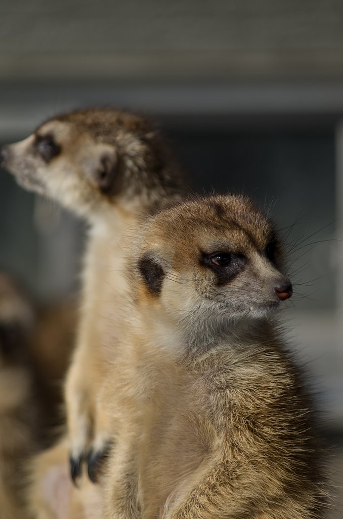 PENTAX-DA 55-300mm F4-5.8ED 