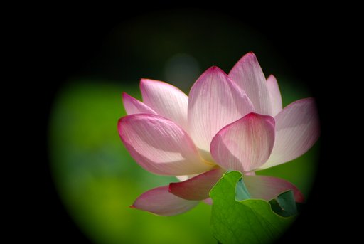 【暑】中見舞