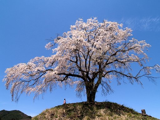 上発知の枝垂桜　＃１