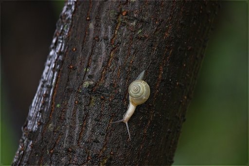 雨上がりの森の中