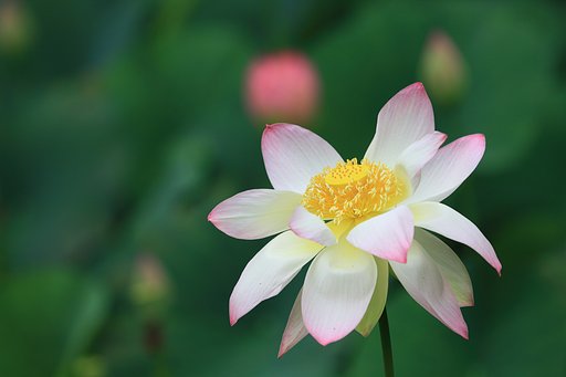楽園