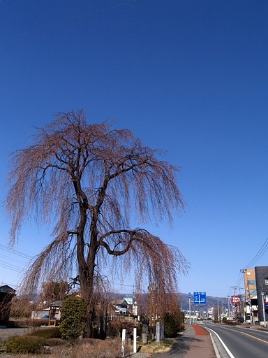 桜はまだかいな　＃２