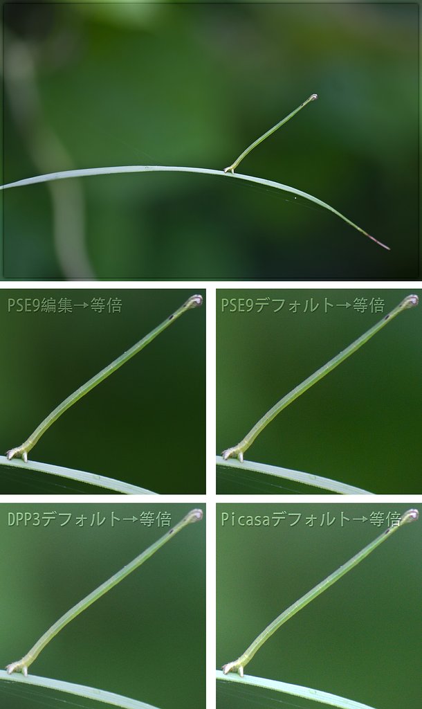 変な青虫（シャクトリムシ？）とRAWな初見