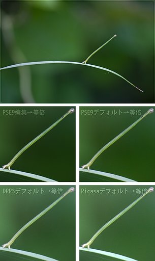 変な青虫（シャクトリムシ？）とRAWな初見