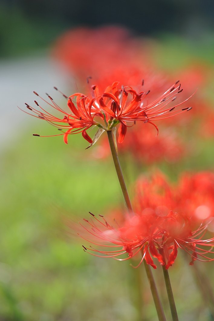 彼岸花