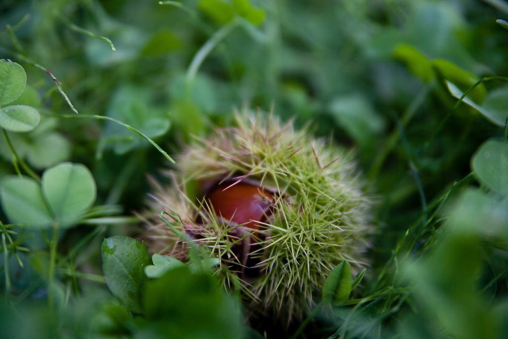今年最後の一つ!