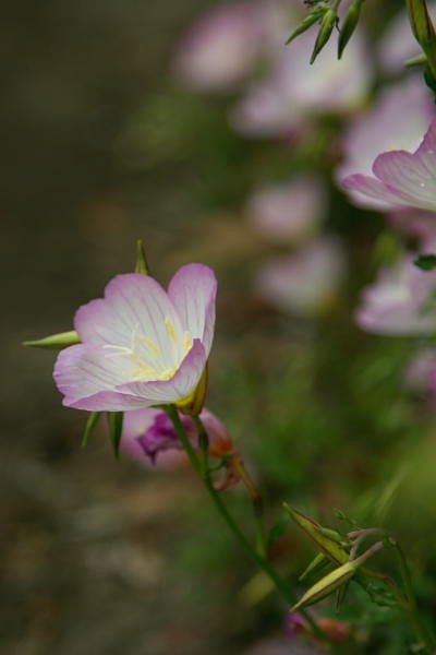 可愛い花