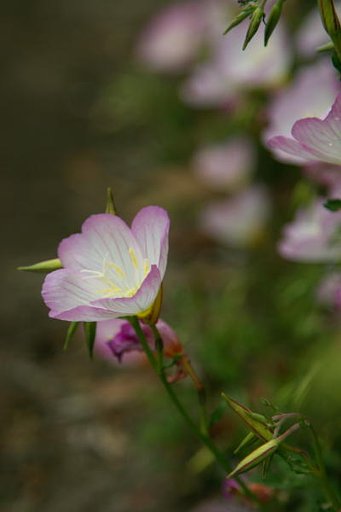 可愛い花