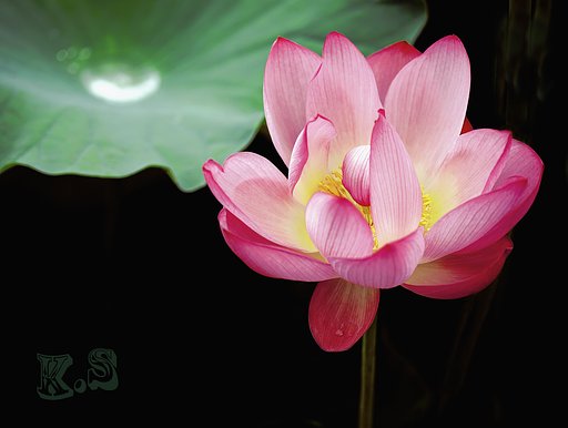 【広がり】　一本の蓮花